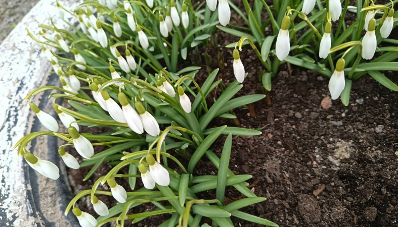 цветы_весна