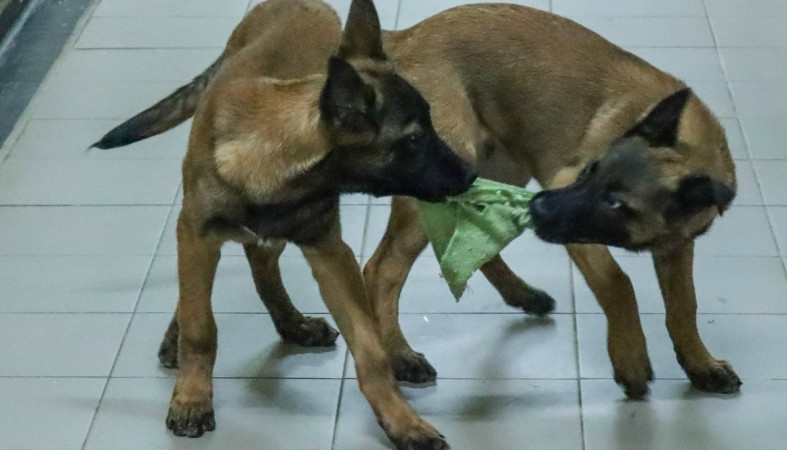 щенки_собаки