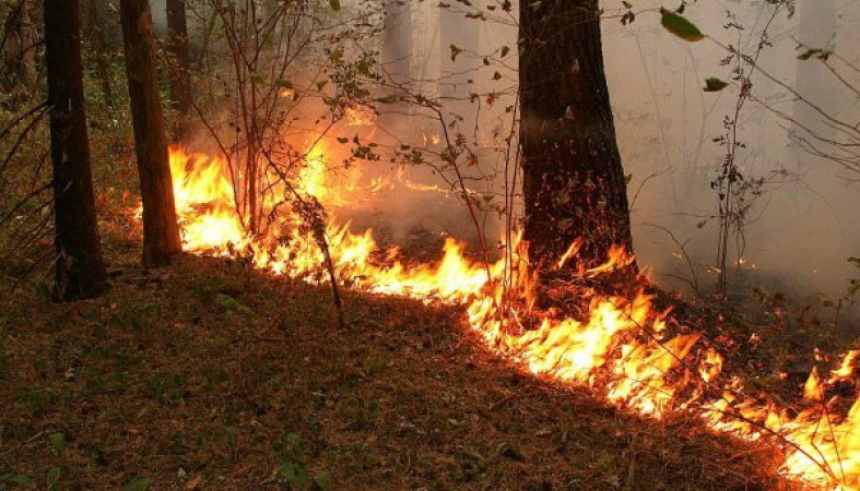 Авиалесоохрана прогнозирует пожары в июне в Карелии