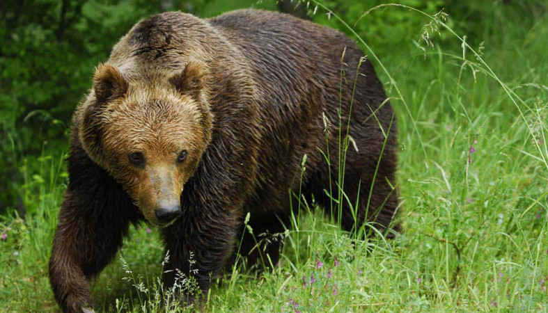 Медведя видели на территории костомукшского ГОКа (видео)