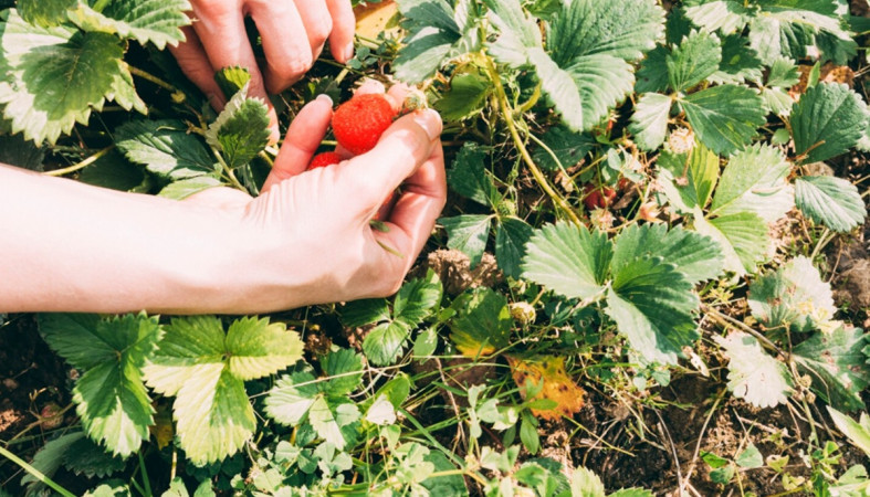 ягоды на даче ягоды на даче