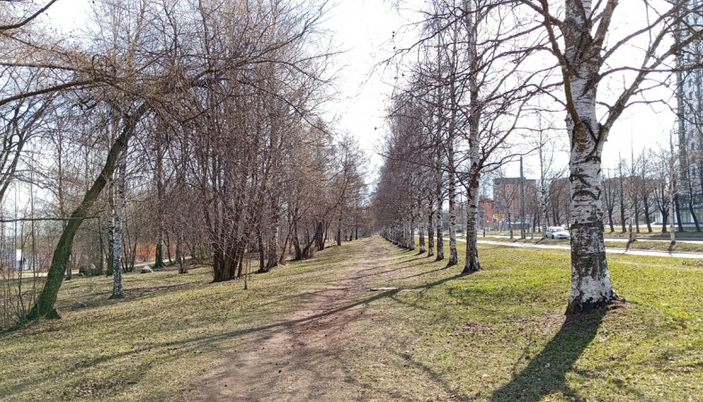 березы на Варкауса