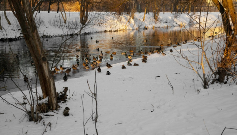 птицы на реке