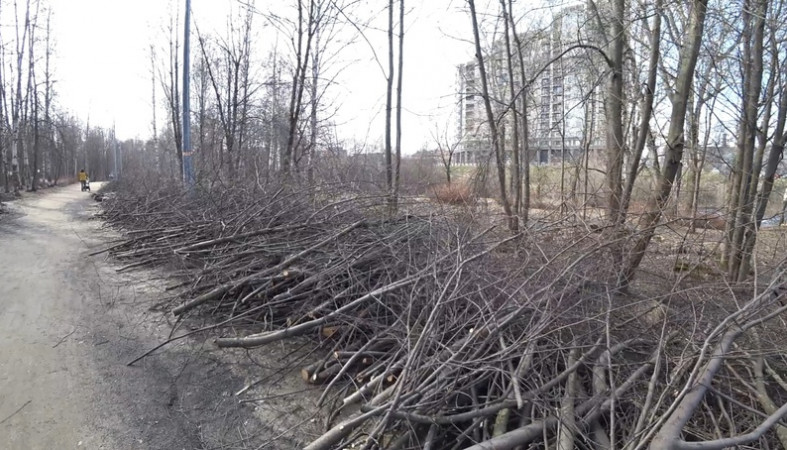 В мэрии Петрозаводска объяснили вырубку деревьев в Лососинском парке