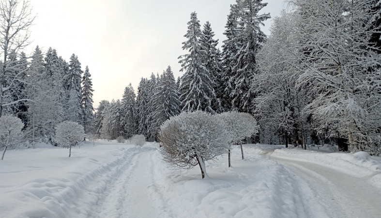 Зимний день