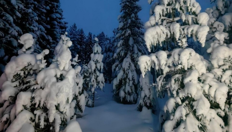 Зима в лесу