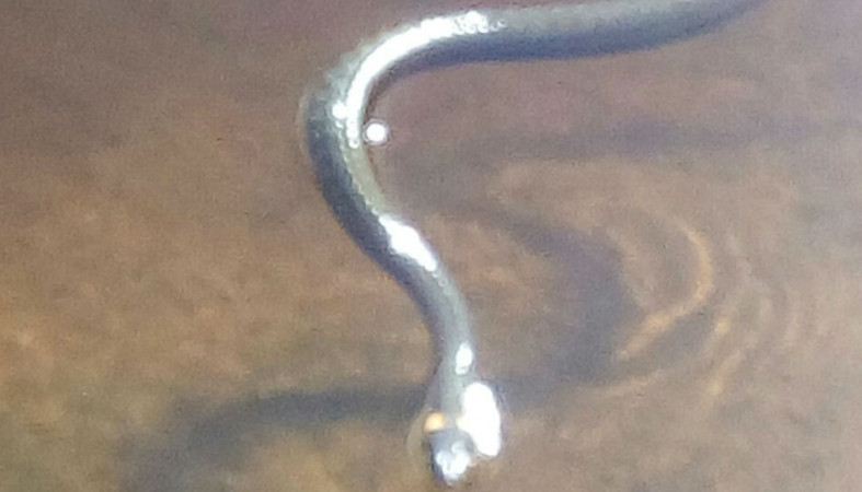 В Лахденпохье засняли змею во время купания