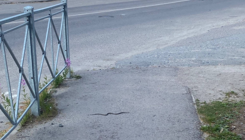 змея ползет по тротуару