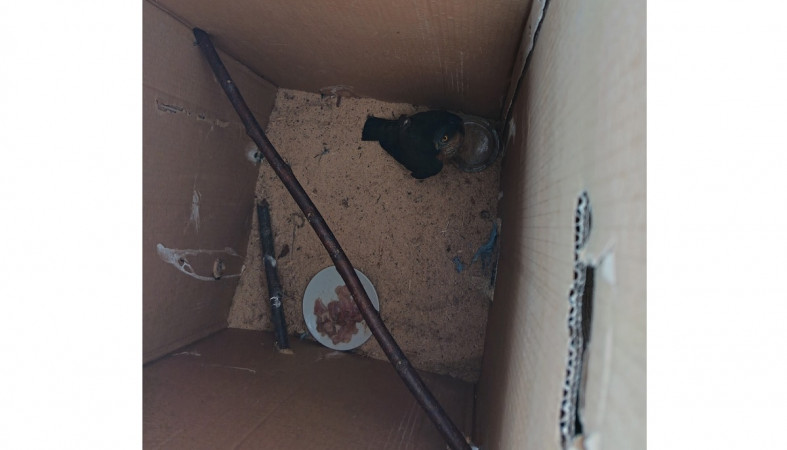 птица в коробке