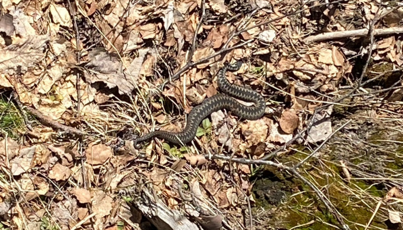 Змеи просыпаются в карельских лесах