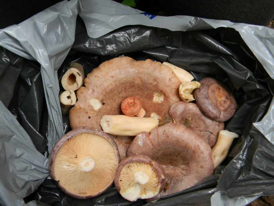 Польза и вред грибов: с чем нельзя сочетать капризный продукт - 14.05.2021, Sputnik Армения