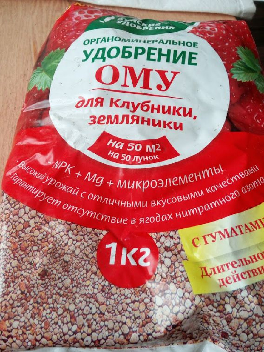 Сорта клубники выращивать в карелии. udobrenie dlya zemlyaniki. Сорта клубники выращивать в карелии фото. Сорта клубники выращивать в карелии-udobrenie dlya zemlyaniki. картинка Сорта клубники выращивать в карелии. картинка udobrenie dlya zemlyaniki. — На завтра уже нет, у нас до четверга все расписано, — телефон Юлии Шелемех не умолкает с самого утра. Ее клубнику с фермы в Виданах разбирают чуть ли не с куста. Покупатели сами приезжают на поле и увозят ящики со спелой ягодой.