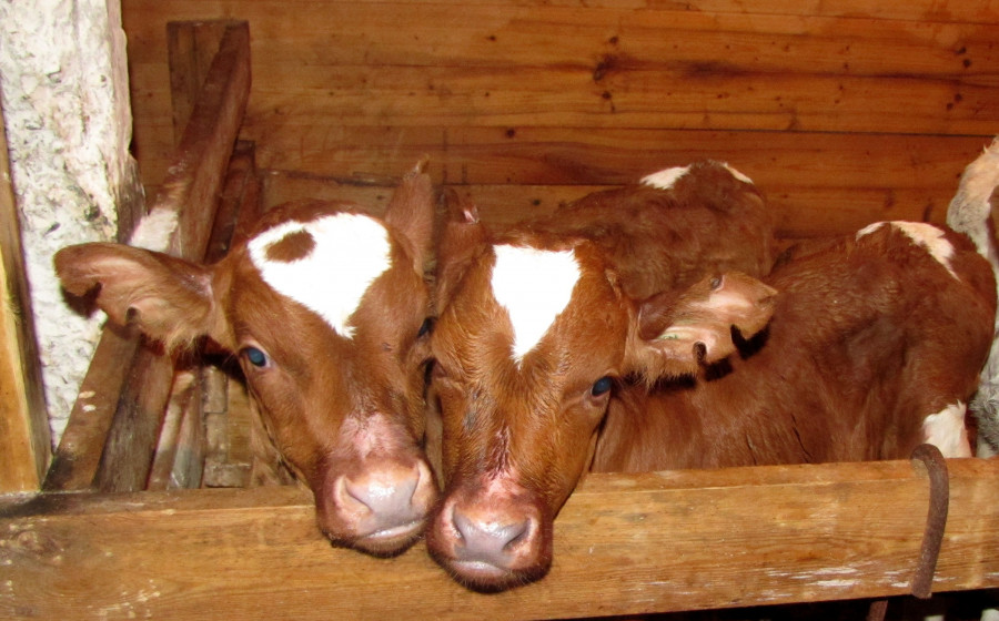 Животноводство в карелии. Коровы карелия. Молочное животноводство в карелии. Животноводство в карелии. Сельское хозяйство карелии.