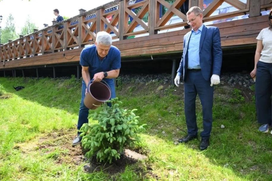 посадка ели