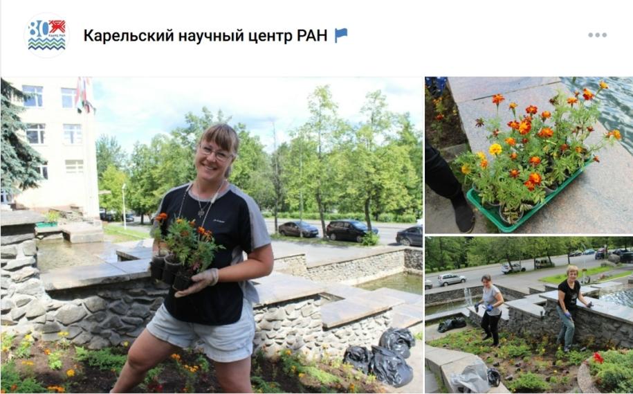 цветы клумба