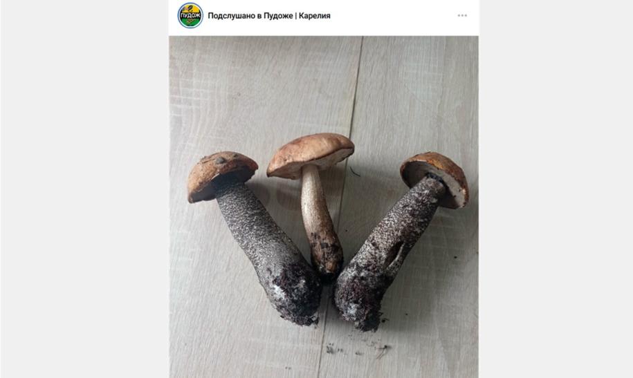 первые грибы в Карелии