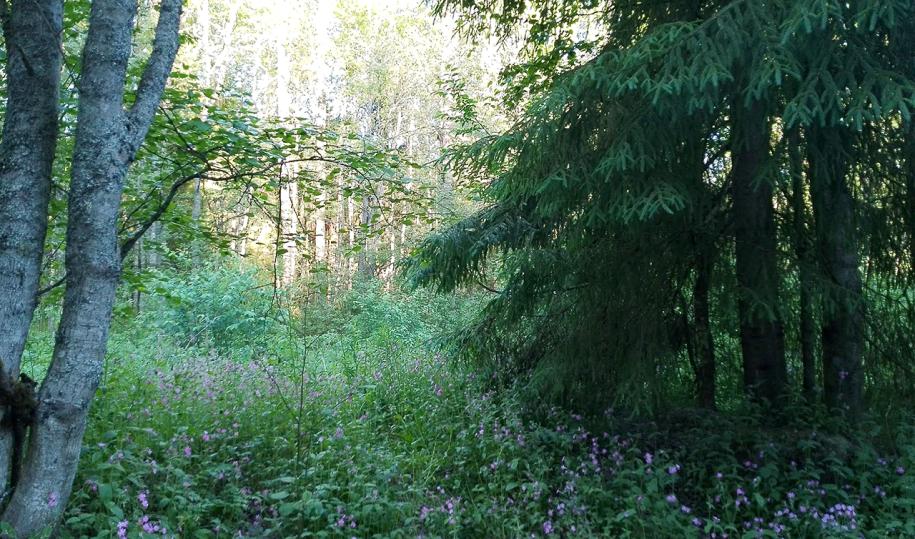 Карельский лес