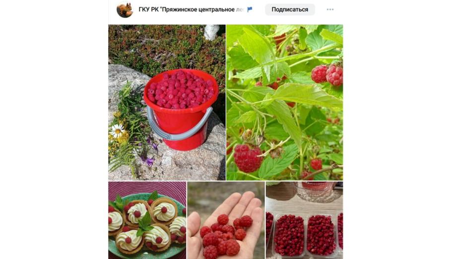 ягоды малины в ведре, кусте, руке