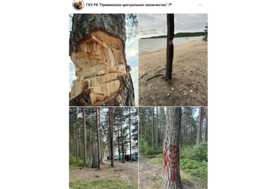 следы зарубок топора на дереве, следы краски на стволе