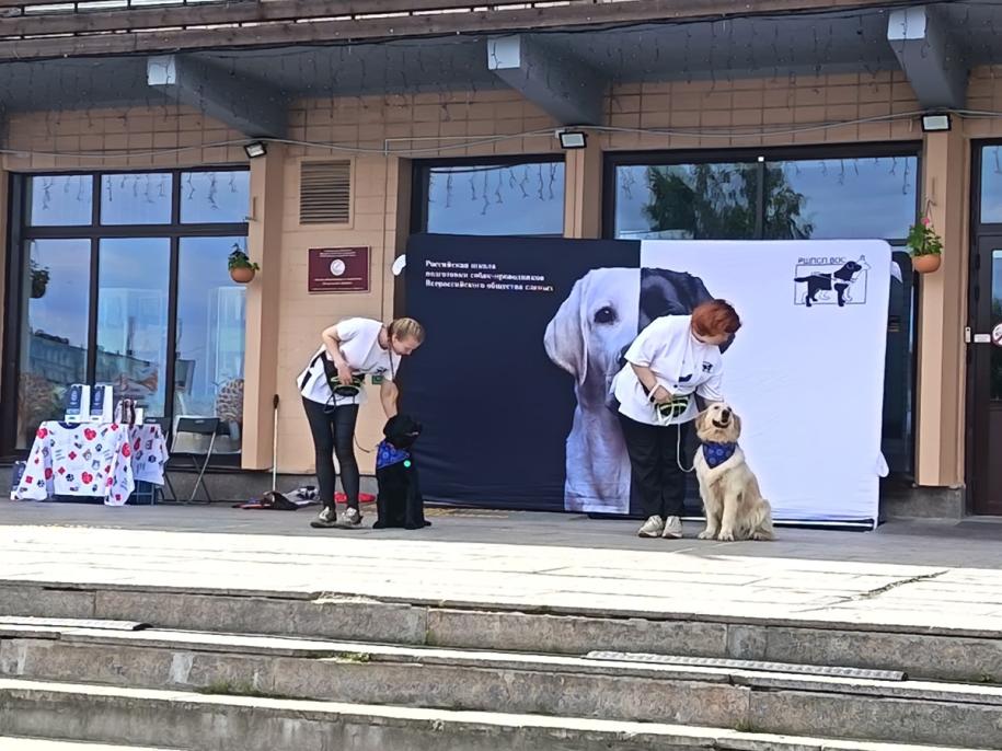 собака-проводник