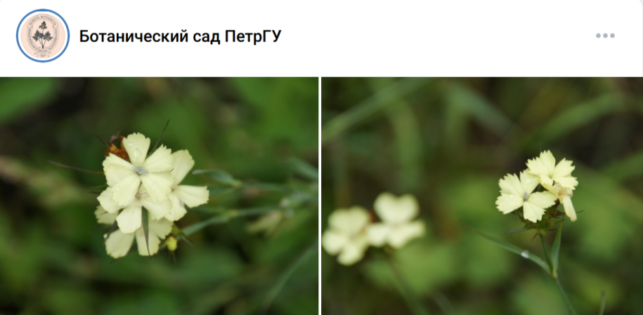 гвоздика