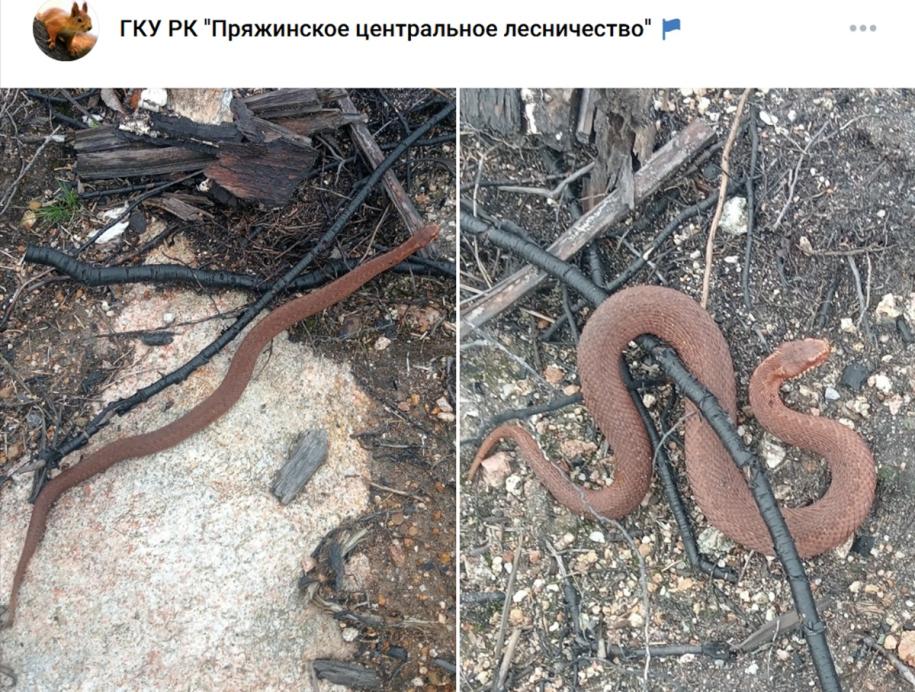 коричневая гадюка на земле