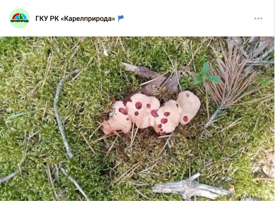 кровавый гриб