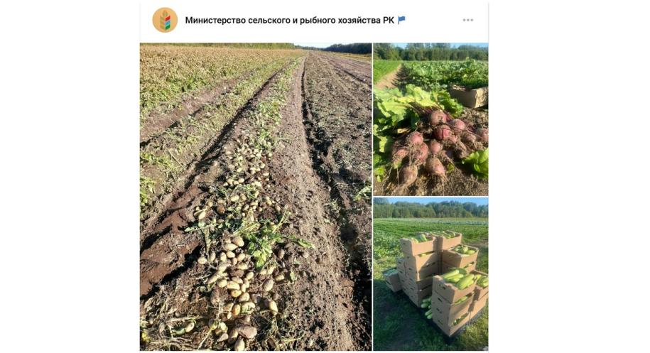 собранные с полей кабачки, свекла, картофель
