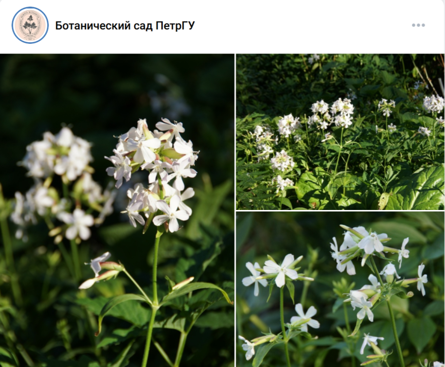 мыльянка