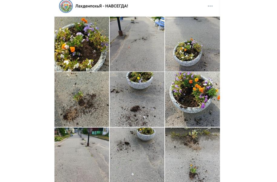 поврежденные на клумбе цветы