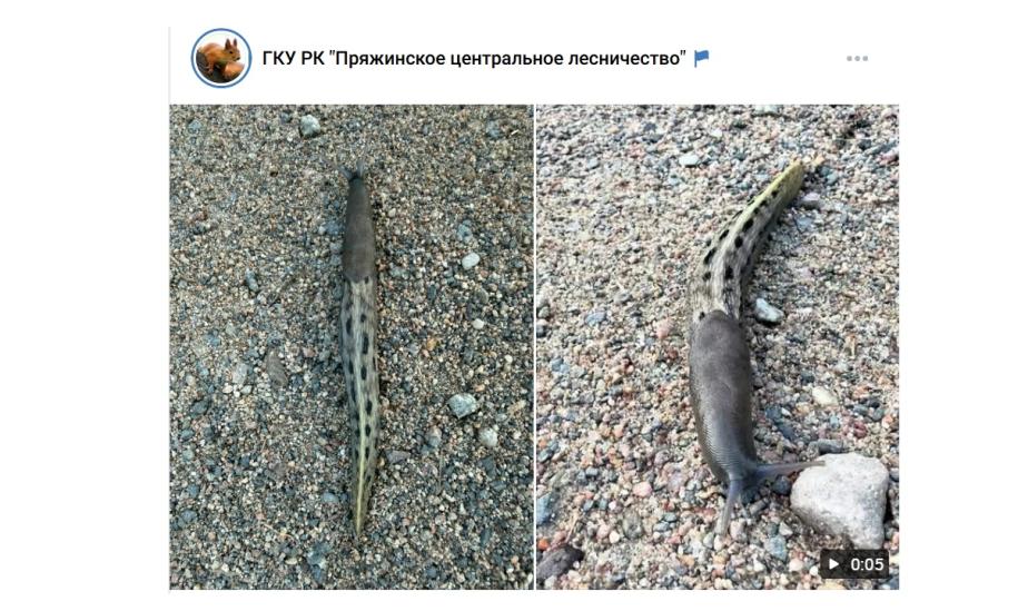 слизняк ползет по грунтовке