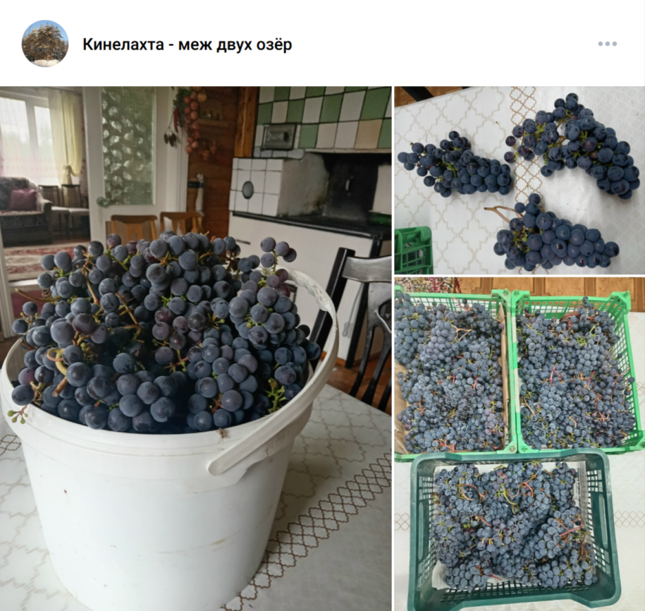 виноград