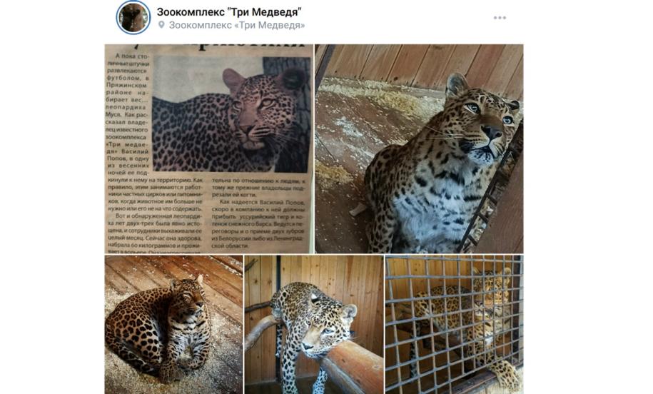 леопард в клетке