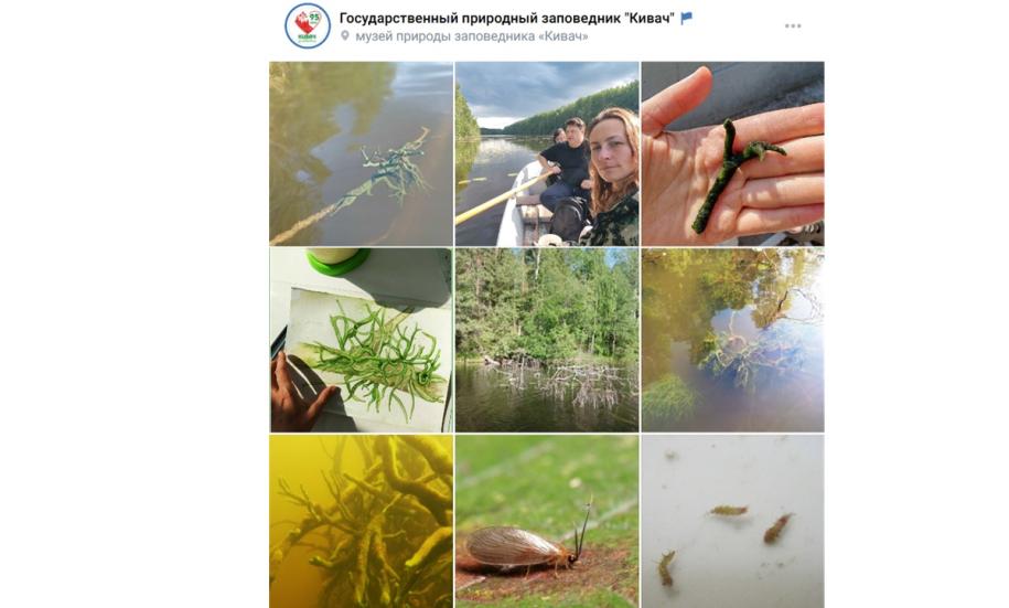 водоросли, волонтеры, вода