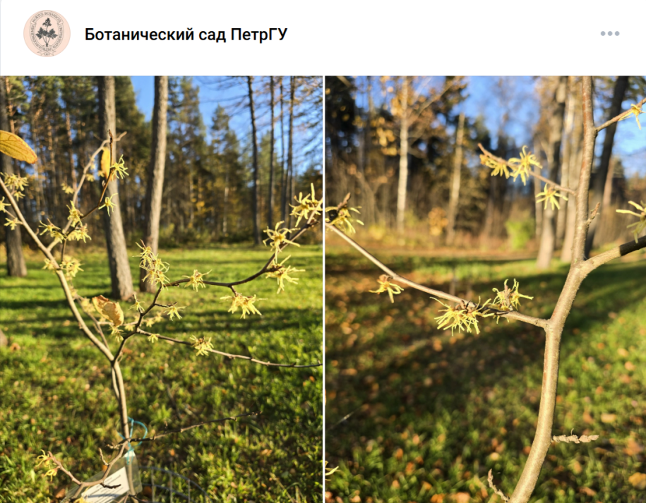 Гамамелис в ботаническом саду