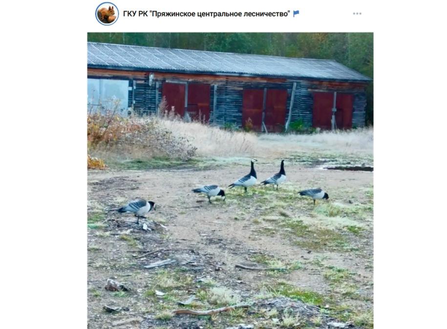 birds