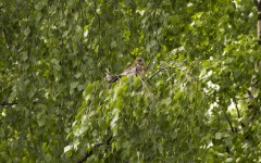 IMG_2361