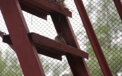 IMG_4701