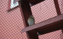 IMG_4704