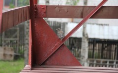 IMG_4711