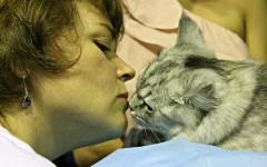 Котоцех