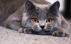Котоцех