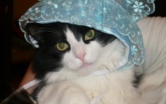 Котоцех2