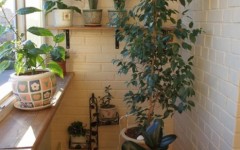 106188675_88250562_large_5