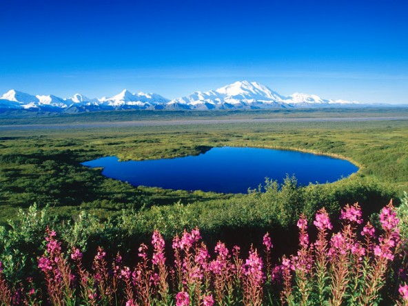 91217769_large_Tundra_Pond_Mount_McKinley_Denali_National_Park_Alaska