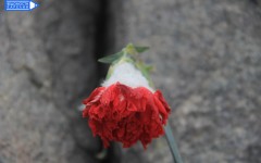 Первый снег Петрозаводск